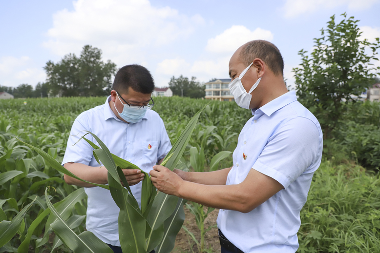 縣植保站工作人員察看玉米綠色示范田病蟲害防控情況